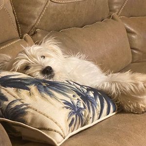 Meet your Posher, Sandy